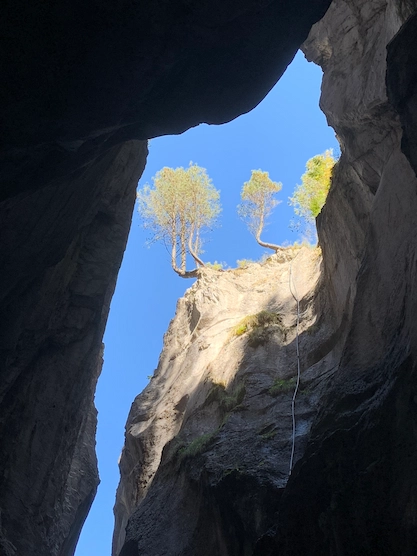 Bäume in Schlucht